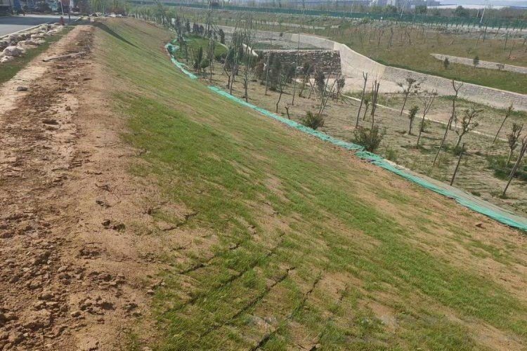 Compacting fill material within a geocell grid using a roller